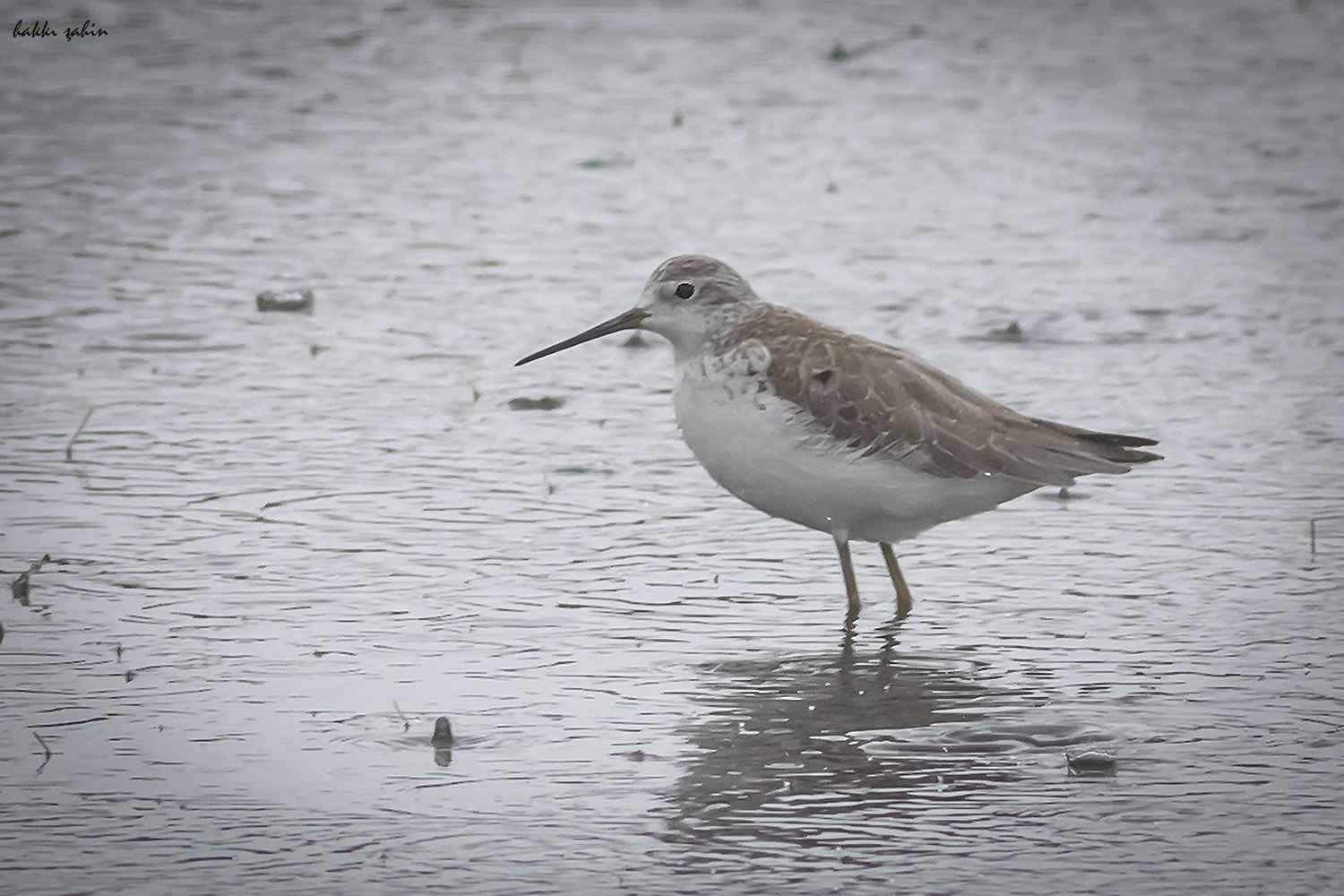Red Knot